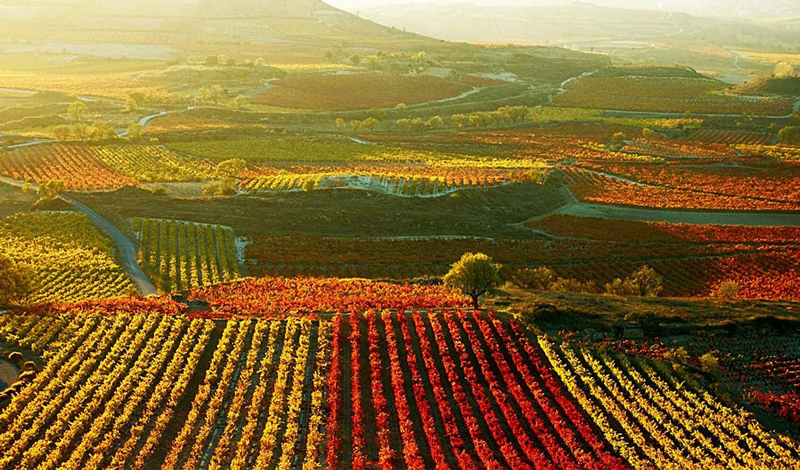 Conoce la magnífica Ruta del Vino.