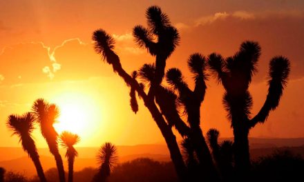 Naturaleza y paisajes alucinantes en el Pinacate, Sonora