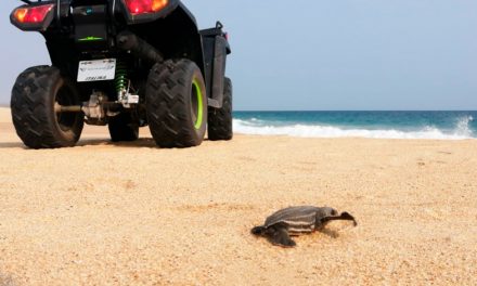 ITALIKA dona cuatrimotos para protección de tortugas en playas de Oaxaca